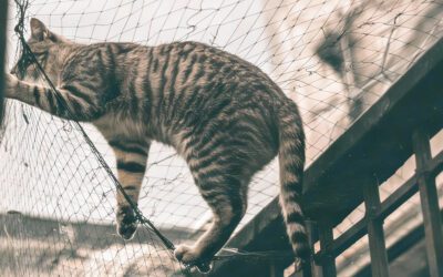 Γιατί το ISO δεν είναι τυπικότητα όταν η ζωή μιας γάτας κρέμεται από ένα δίχτυ