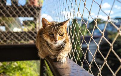 Δίχτυ προστασίας γάτας: πολυαιθυλένιο με ατσάλινη ενίσχυση ή Super Premium Dyneema;