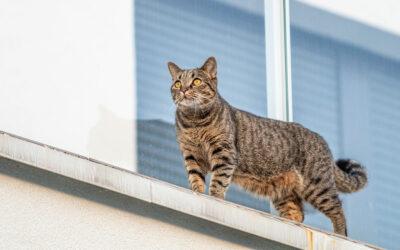 Ασφάλεια Γάτας στο Σπίτι: Ο Απόλυτος Οδηγός για ένα “Cat-Proof” Περιβάλλον